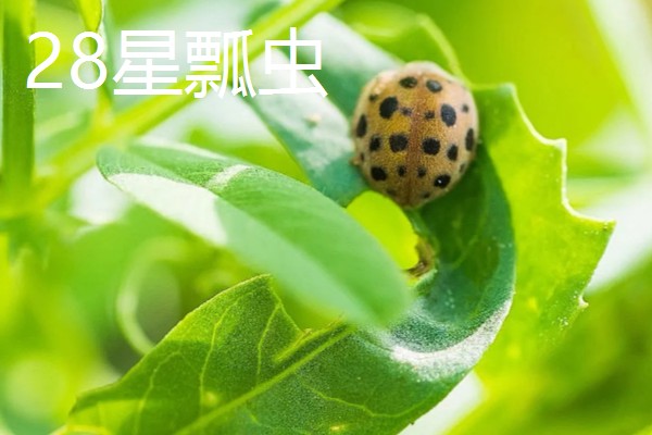 曼陀罗花怎么养，一般采用播种法繁殖
