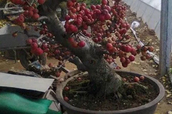 冬红果和海棠果树的区别，叶片和果实均不同