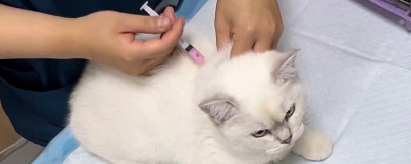 猫咪打疫苗后为什么会发烧，疫苗是带有一定的毒性的