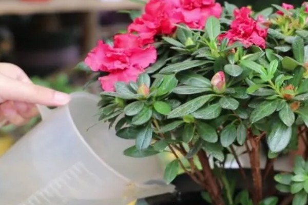 杜鹃花能浇啤酒吗，是可以浇啤酒的