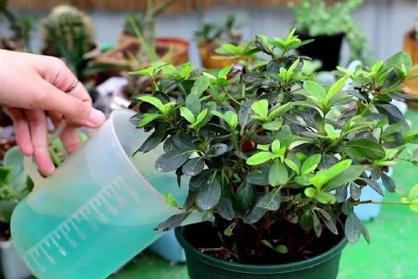 杜鹃花能浇啤酒吗，是可以浇啤酒的