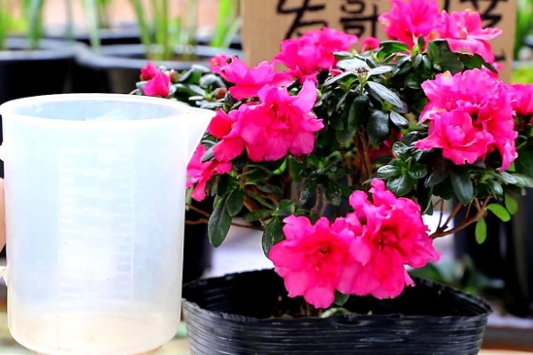 杜鹃花能浇啤酒吗，是可以浇啤酒的