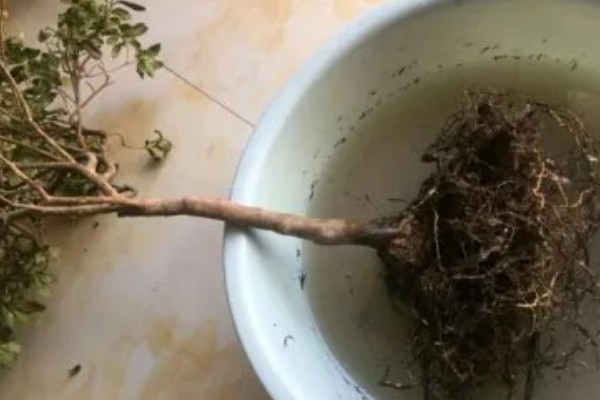 杜鹃花能浇啤酒吗，是可以浇啤酒的