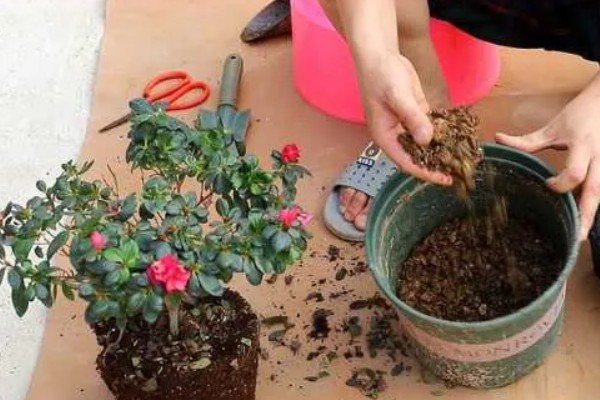 杜鹃花能浇啤酒吗，是可以浇啤酒的