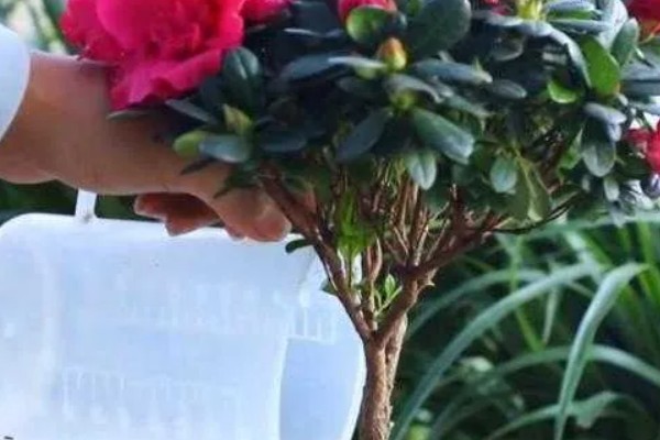杜鹃花能浇啤酒吗，是可以浇啤酒的
