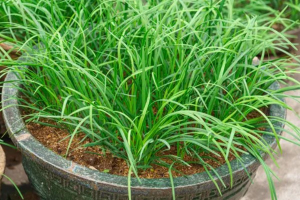 种韭菜用什么盆，花盆、塑料槽、泡沫箱皆可使用