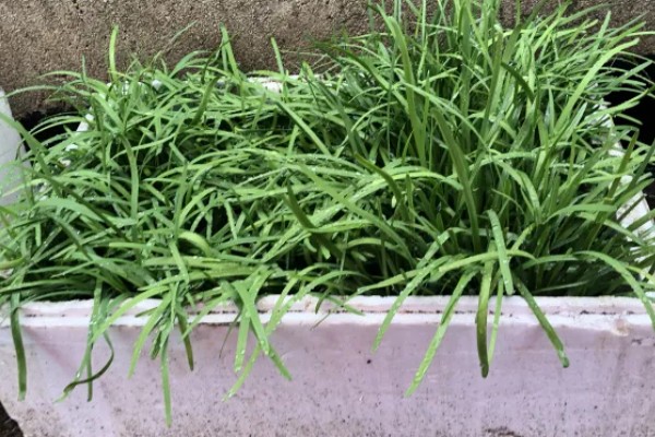 种韭菜用什么盆，花盆、塑料槽、泡沫箱皆可使用