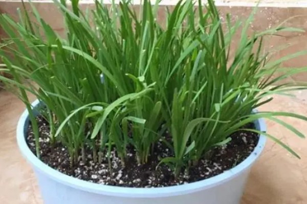 种韭菜用什么盆，花盆、塑料槽、泡沫箱皆可使用
