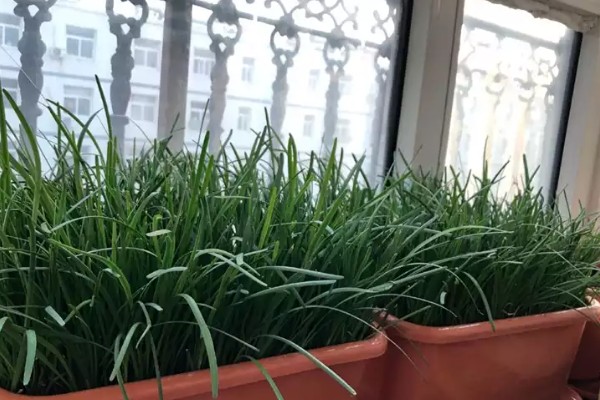 种韭菜用什么盆，花盆、塑料槽、泡沫箱皆可使用