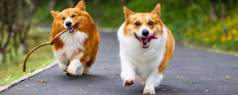 宠物狗感染细菌的表现，皮肤细菌感染具有脱毛、发红等症状