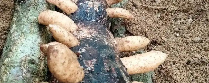 种植天麻赚钱吗，售卖价格从数百到数千元不等