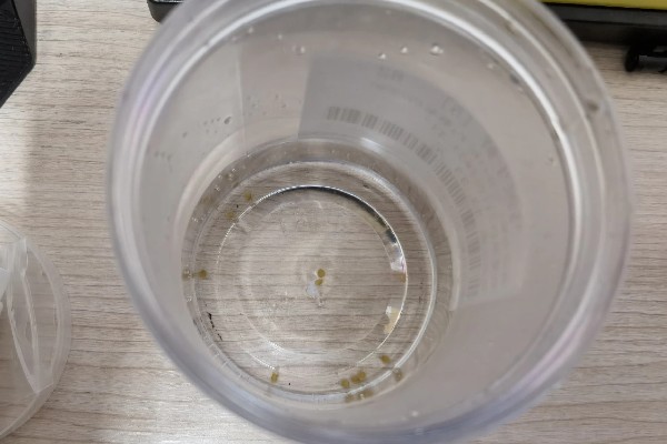 阳台怎么栽种圣女果，播种前先浸种