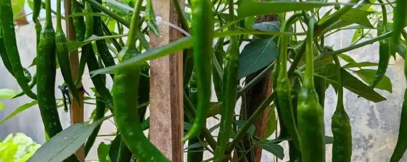 辣椒是几年生的植物，是一年生或有限多年生草本植物