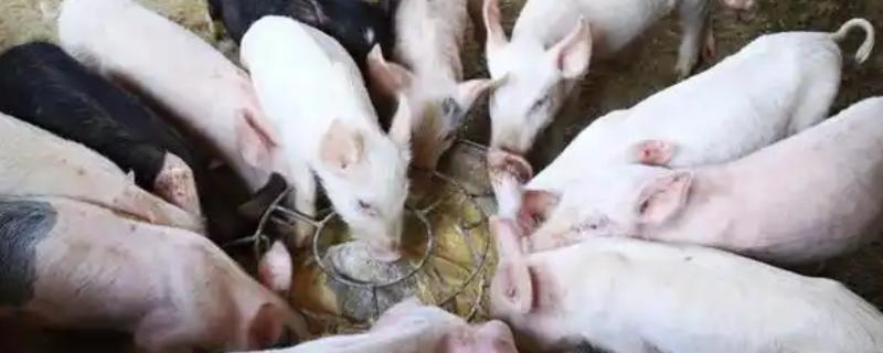猪爱吃什么，喜欢吃甜食以及颗粒性饲料