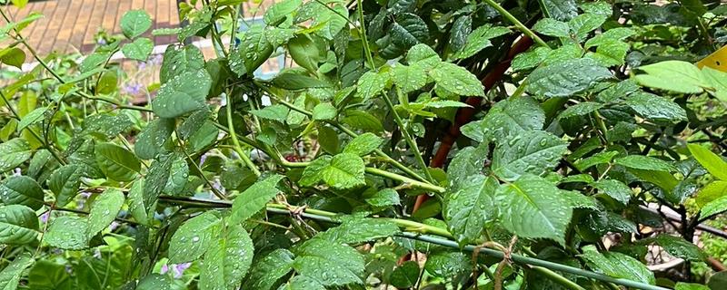 月季茎蜂用哪种药，可向蛀孔内注射敌敌畏乳油