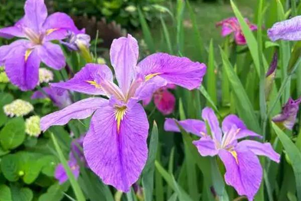 鸢尾花的花语，寓意纯真友谊、热情开朗等