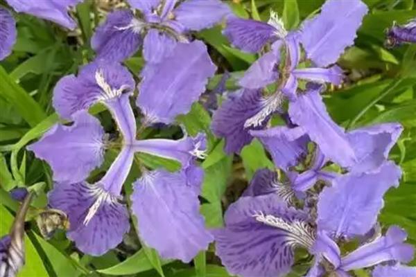 鸢尾花的花语，寓意纯真友谊、热情开朗等