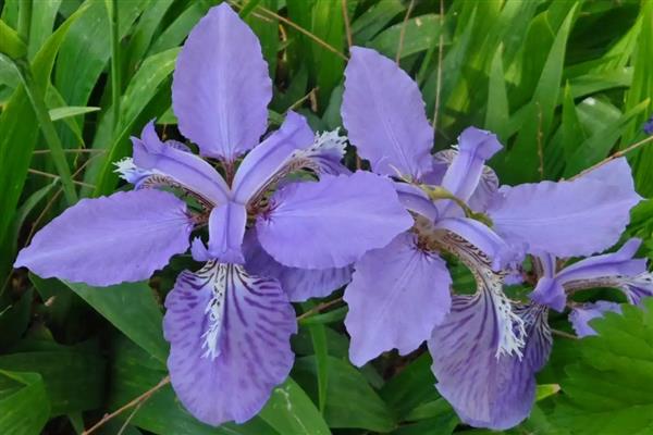 鸢尾花的花语，寓意纯真友谊、热情开朗等