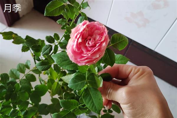 月季与玫瑰的区别，茎刺、花朵、叶片等方面均不同