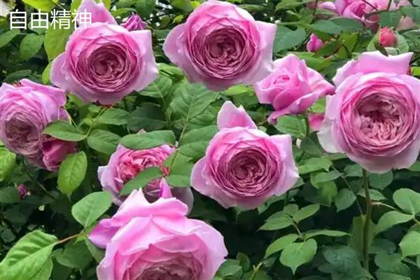 月季与玫瑰的区别，茎刺、花朵、叶片等方面均不同
