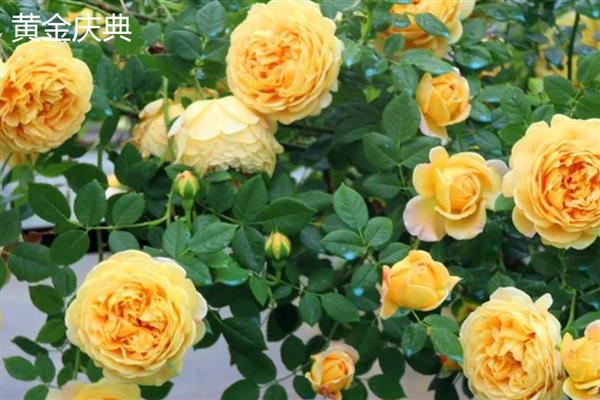月季与玫瑰的区别，茎刺、花朵、叶片等方面均不同