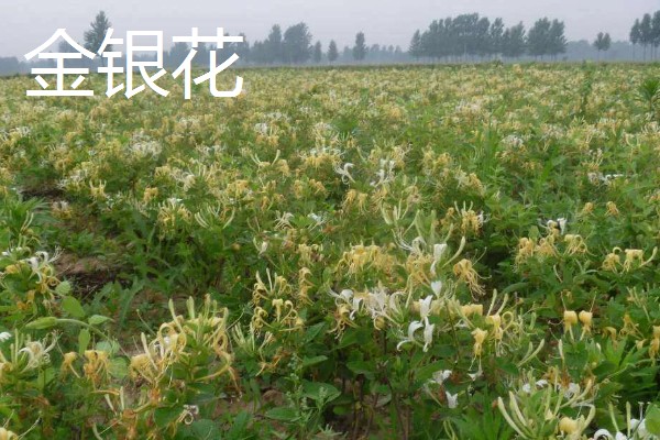 药材推荐种植项目，金银花、板蓝根等品种值得考虑