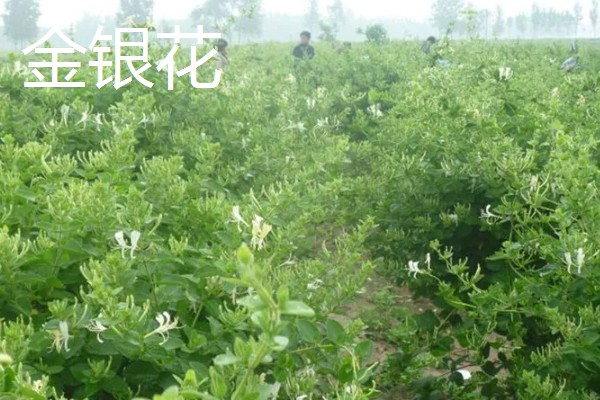 药材推荐种植项目，金银花、板蓝根等品种值得考虑