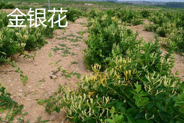 药材推荐种植项目，金银花、板蓝根等品种值得考虑