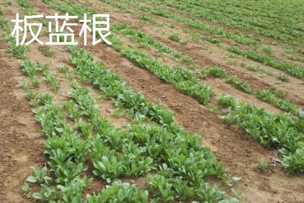药材推荐种植项目，金银花、板蓝根等品种值得考虑