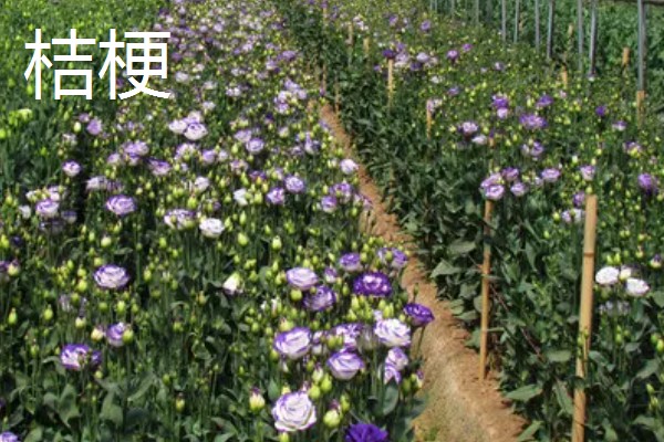 药材推荐种植项目，金银花、板蓝根等品种值得考虑