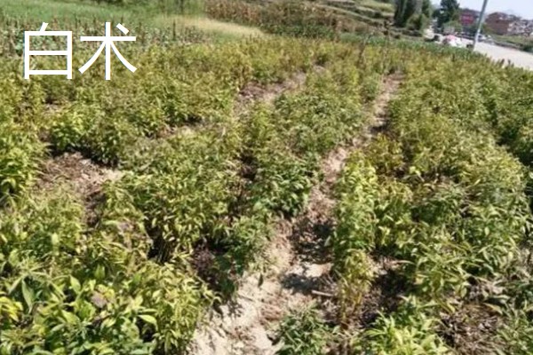 药材推荐种植项目，金银花、板蓝根等品种值得考虑