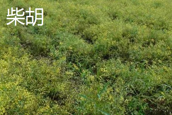 药材推荐种植项目，金银花、板蓝根等品种值得考虑