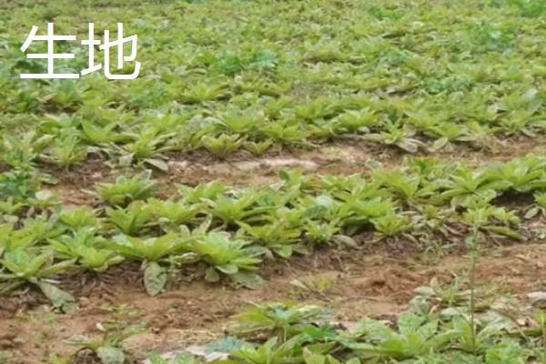 药材推荐种植项目，金银花、板蓝根等品种值得考虑