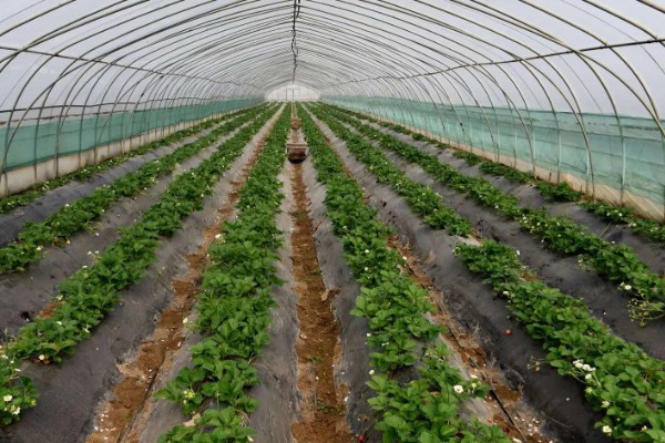 在大棚里面栽培草莓的方法，生长中期将温度保持在15-25℃