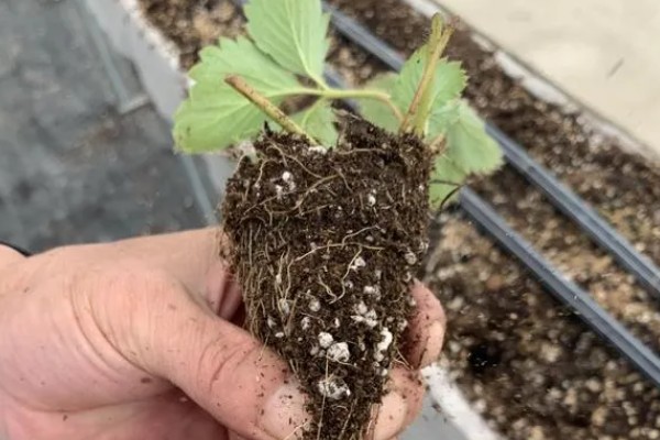 在大棚里面栽培草莓的方法，生长中期将温度保持在15-25℃