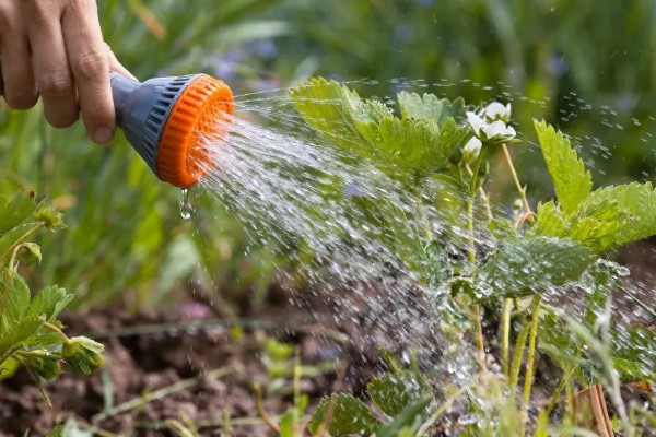 在大棚里面栽培草莓的方法，生长中期将温度保持在15-25℃