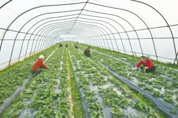 在大棚里面栽培草莓的方法，生长中期将温度保持在15-25℃