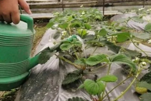 在大棚里面栽培草莓的方法，生长中期将温度保持在15-25℃