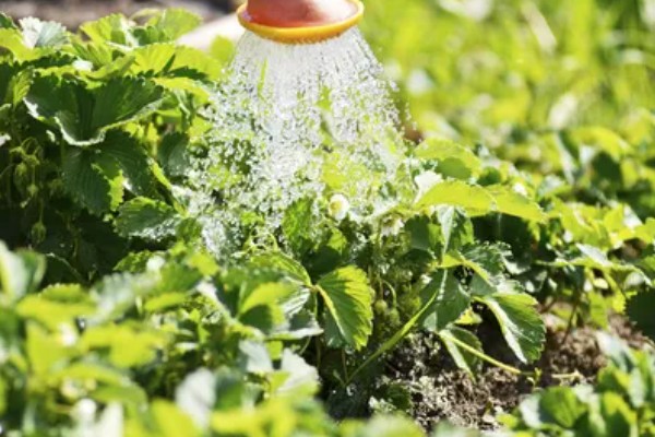 在大棚里面栽培草莓的方法，生长中期将温度保持在15-25℃
