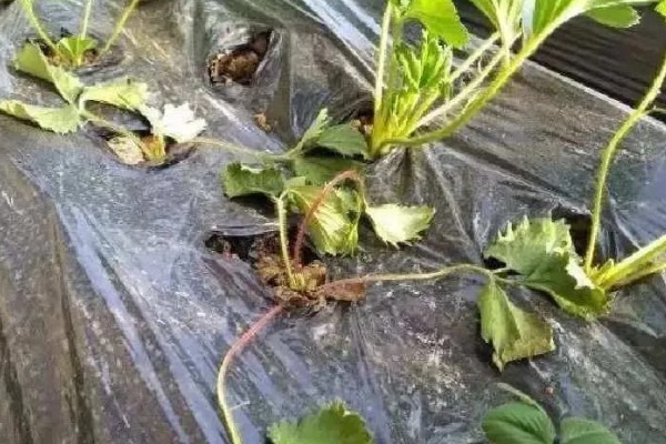 在大棚里面栽培草莓的方法，生长中期将温度保持在15-25℃