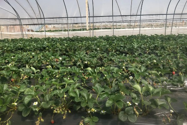 在大棚里面栽培草莓的方法，生长中期将温度保持在15-25℃