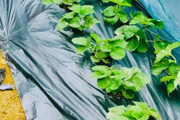 在大棚里面栽培草莓的方法，生长中期将温度保持在15-25℃