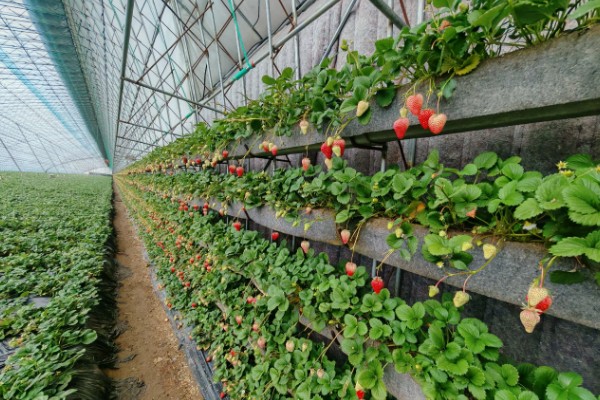 在大棚里面栽培草莓的方法，生长中期将温度保持在15-25℃