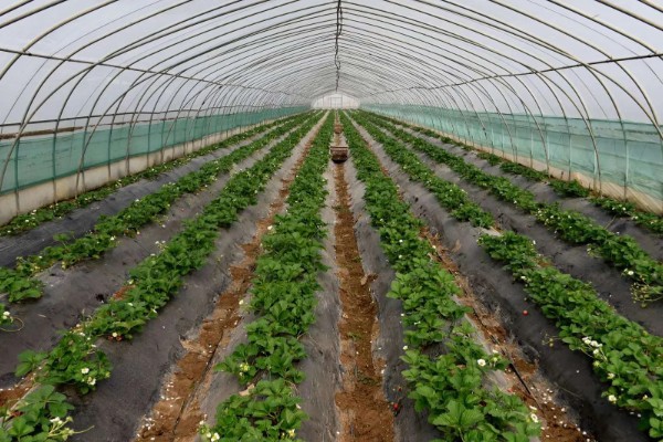 在大棚里面栽培草莓的方法，生长中期将温度保持在15-25℃