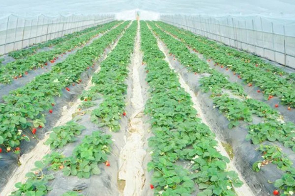 在大棚里面栽培草莓的方法，生长中期将温度保持在15-25℃