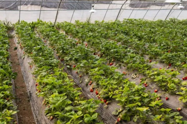 在大棚里面栽培草莓的方法，生长中期将温度保持在15-25℃