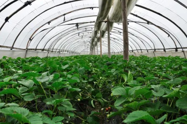 在大棚里面栽培草莓的方法，生长中期将温度保持在15-25℃