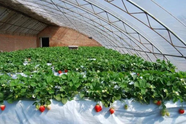 在大棚里面栽培草莓的方法，生长中期将温度保持在15-25℃