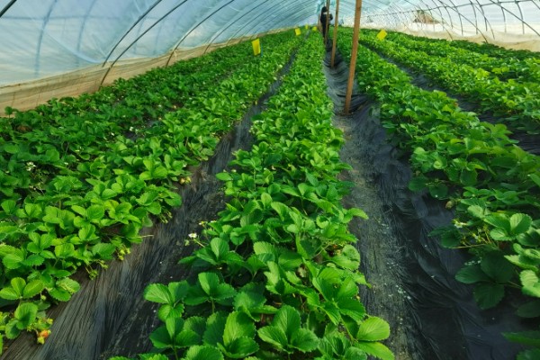 在大棚里面栽培草莓的方法，生长中期将温度保持在15-25℃