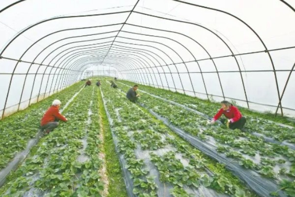 在大棚里面栽培草莓的方法，生长中期将温度保持在15-25℃